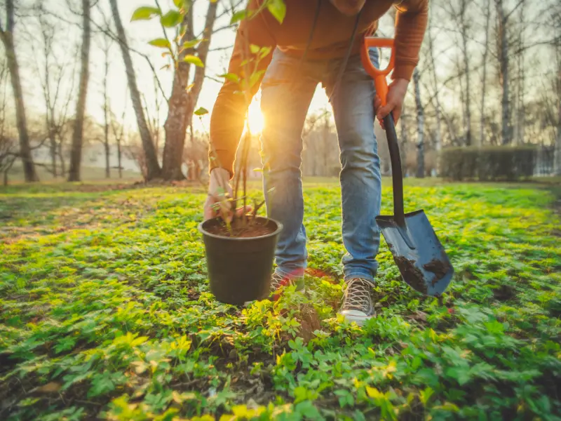 Modern-Day Tree Surgery: Expertise and Technology