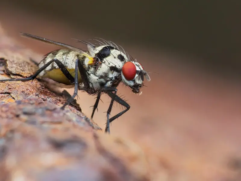 Keep an Eye Out for Early Insect or Disease Signs"