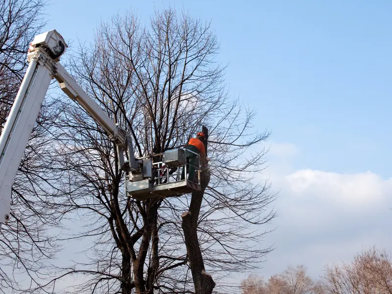 Seasonal Tree Care for Buffalo’s Climate