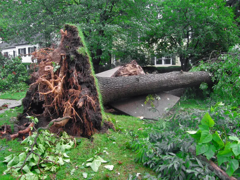 Tree root damage from storms
