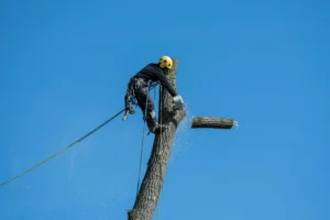 A Complete Guide to Tree Removal in Erie A Complete Guide to Tree Removal in Erie
