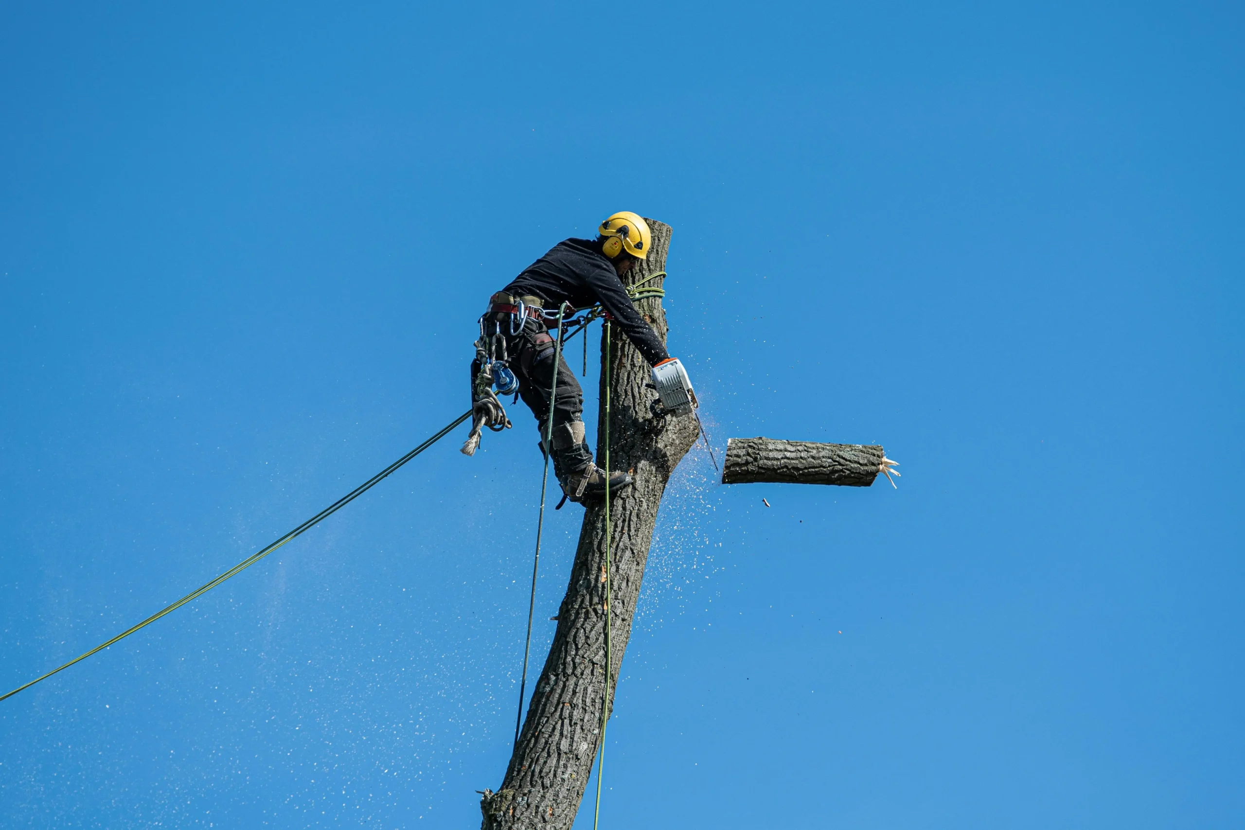 A Complete Guide to Tree Removal in Erie