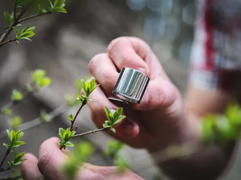 Arborist inspecting a tree for damage