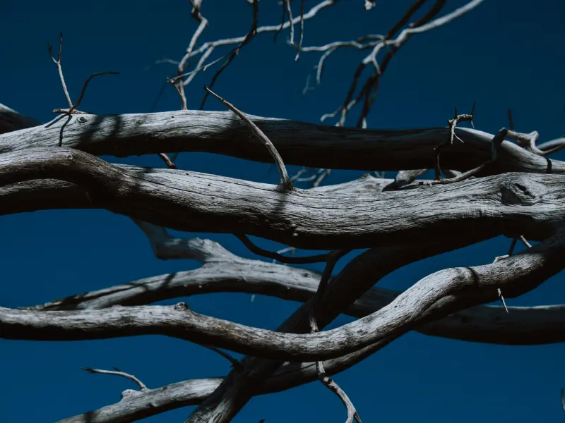 Close Up of Dead Branch on a Tree Tree Trimming