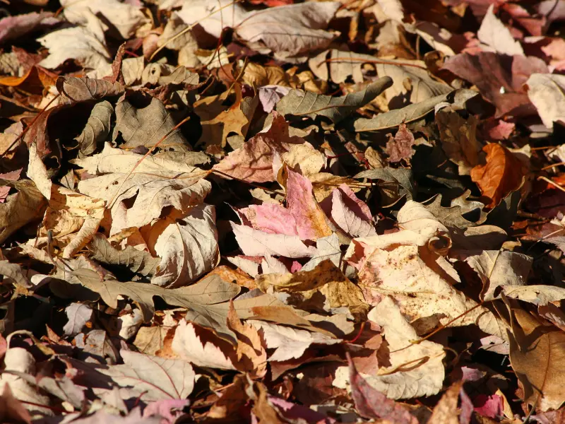 Dried Tree Leaves from Summer Heat