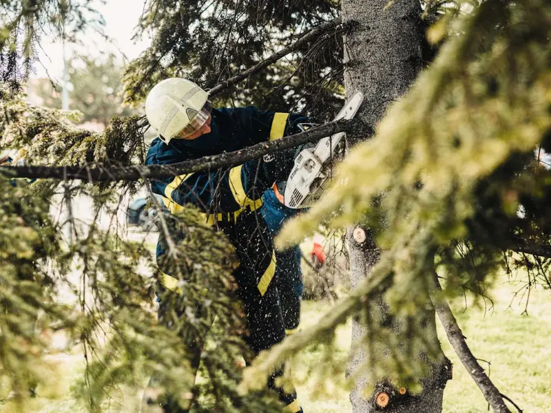 Healthy Tree Being Trimmed by Arborist