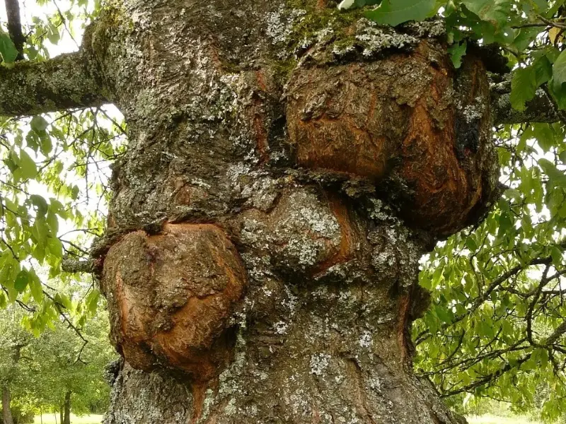 a tree with many round holes