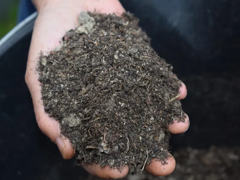 Plan Spring Tree Pruning and Uplifting How to Prepare Your Trees for the Growing Season Properly