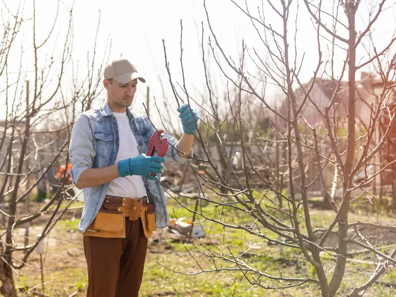 Spring Tree Pruning in Progress