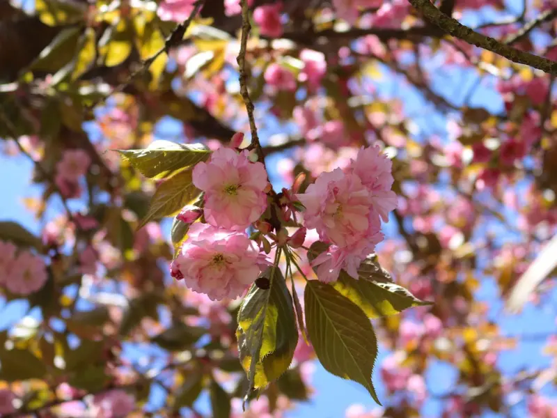 Spring tree with blooming leaves and sunlight