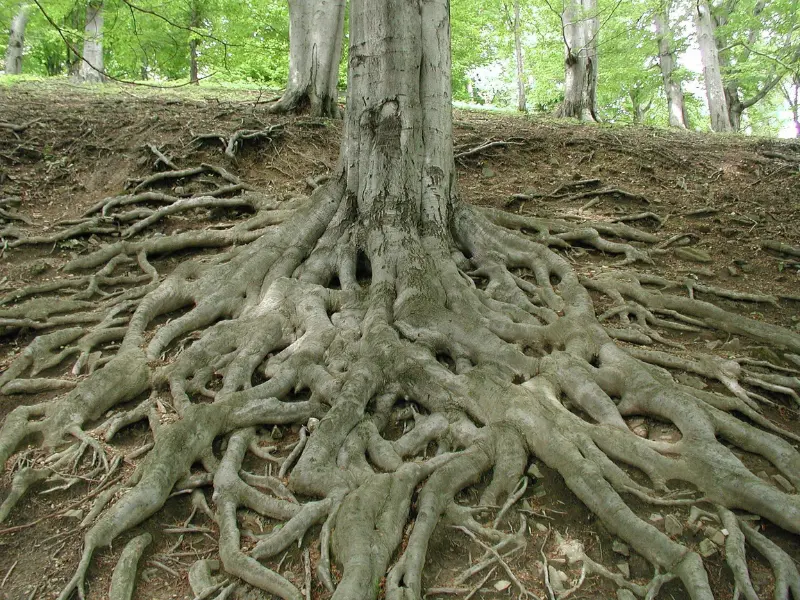 The Correct Way to Apply Mulch How to Prepare Your Trees for the Growing Season Properly