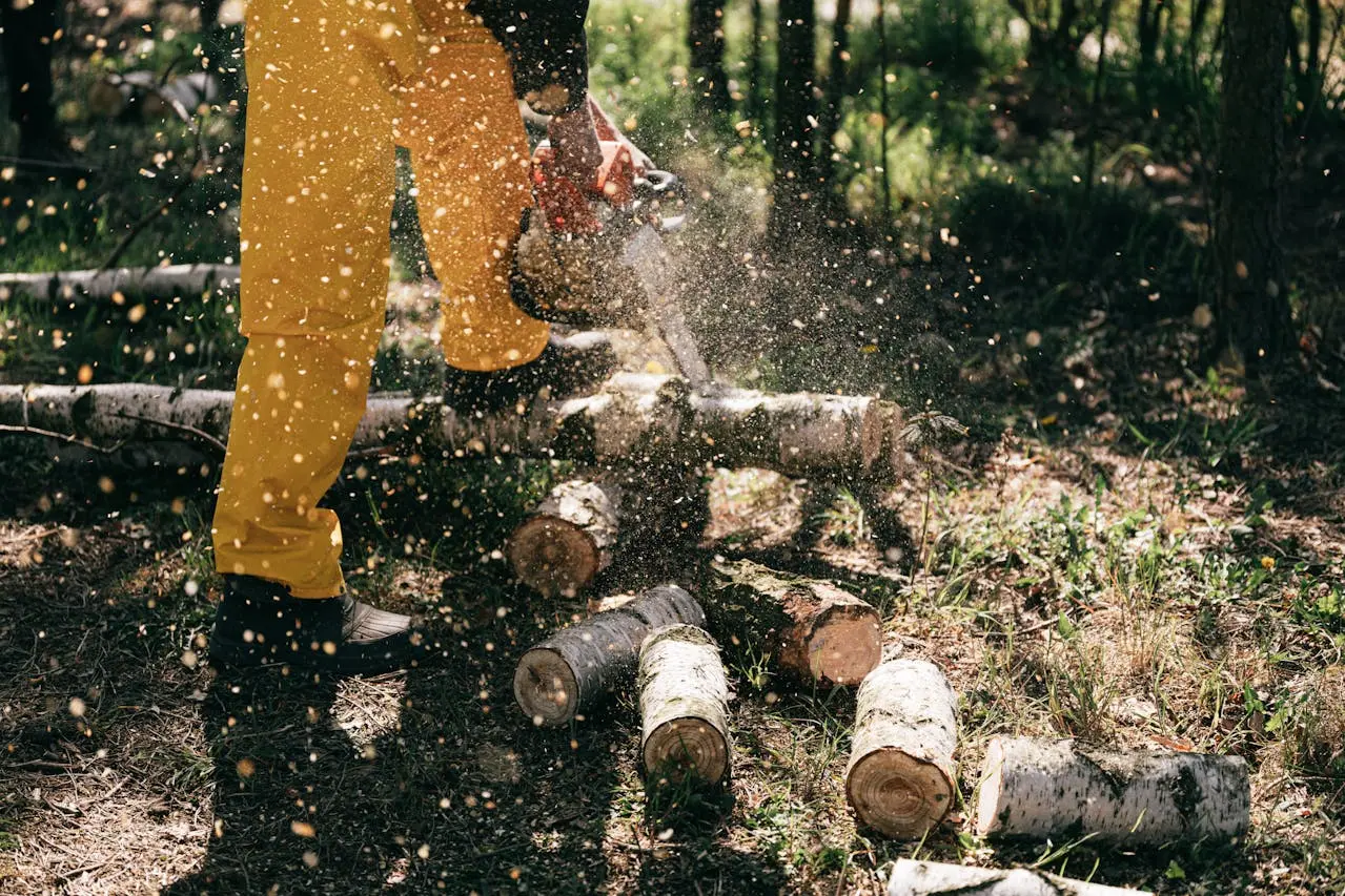 The best advice when removing a tree is to hire a professional.
