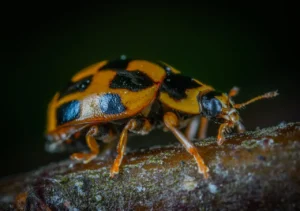 Tree Pest Infestations How to Spot and Treat Them