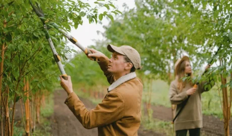 (Tree Trimming & Pruning) The Best Time of Year for Tree Trimming and Why It Matters