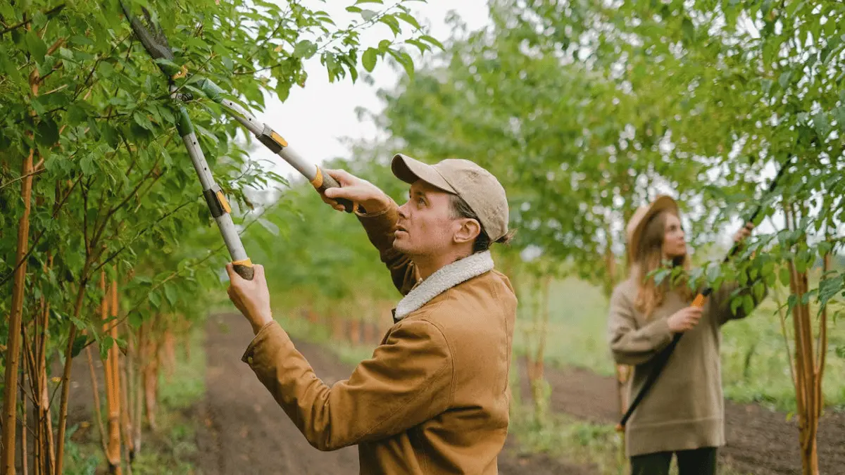 The Best Time of Year for Tree Trimming and Why It Matters