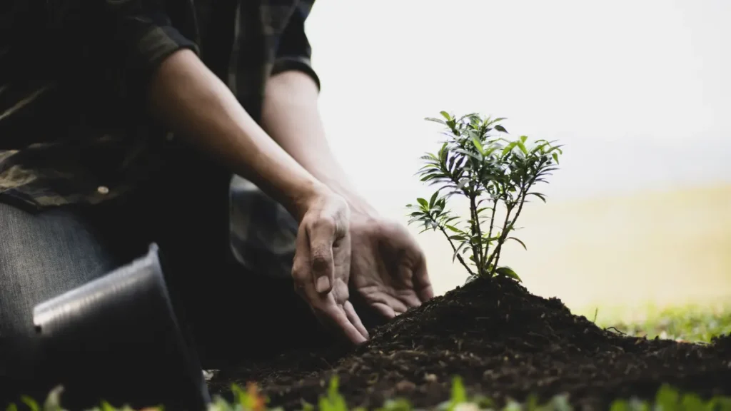 The History of Tree Care: How the Industry Has Evolved