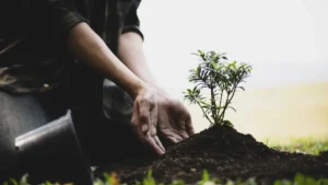 The History of Tree Care: How the Industry Has Evolved
