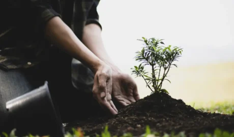 The History of Tree Care: How the Industry Has Evolved