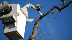 24/7 Emergency Tree Services for Buffalo’s Storm-Prone Neighborhoods