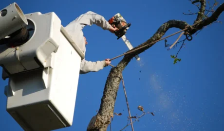 24/7 Emergency Tree Services for Buffalo’s Storm-Prone Neighborhoods