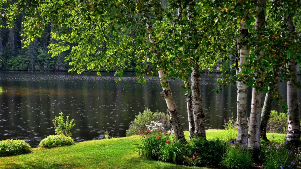 Choosing the Right Trees for Buffalo’s Commercial Landscapes