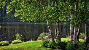 Choosing the Right Trees for Buffalo’s Commercial Landscapes