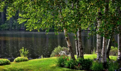Choosing the Right Trees for Buffalo’s Commercial Landscapes
