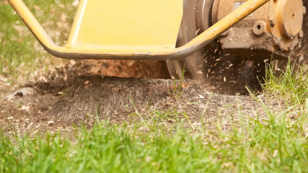 Stump Grinding and Removal