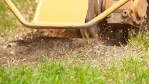 Stump Grinding and Removal