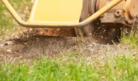 Stump Grinding and Removal
