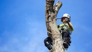 How to Safeguard Your Home from Storm-Damaged Trees