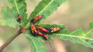 Why Tree Stumps Attract Pests and How to Get Rid of Them
