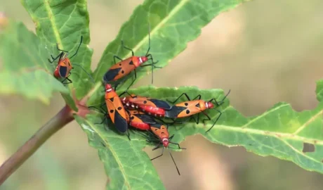 Why Tree Stumps Attract Pests and How to Get Rid of Them