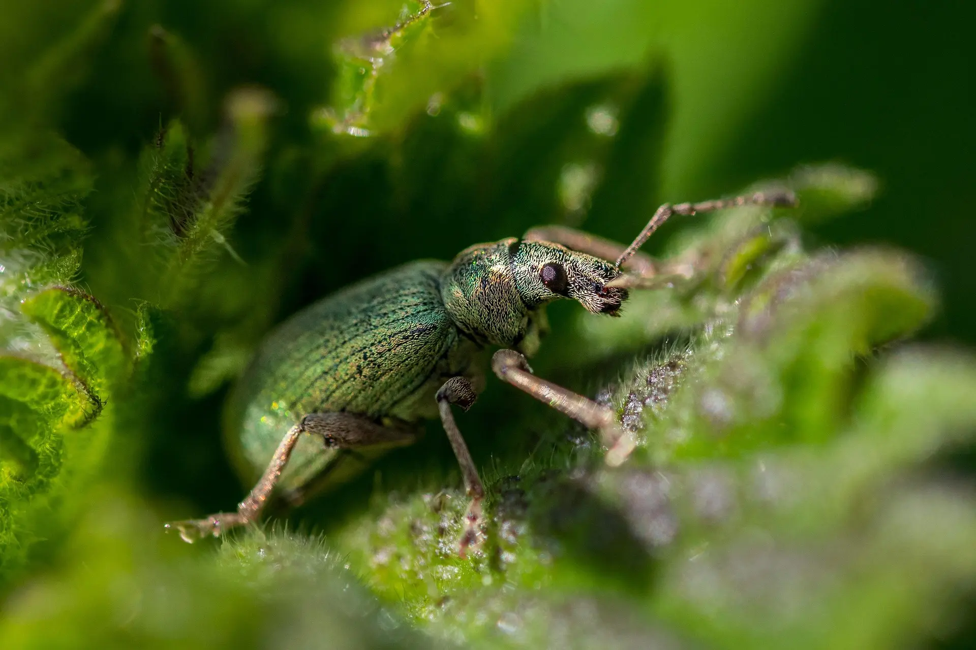 Common tree pests