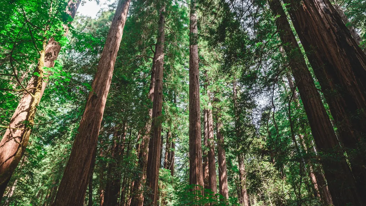 Impacts on the Environment and Tree Health