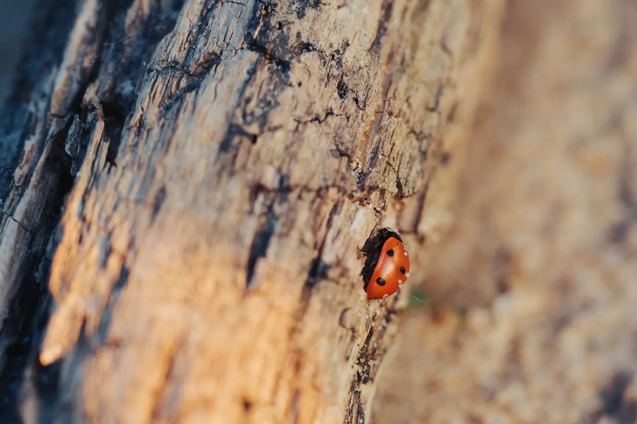 How to prevent tree pests from damaging your landscape