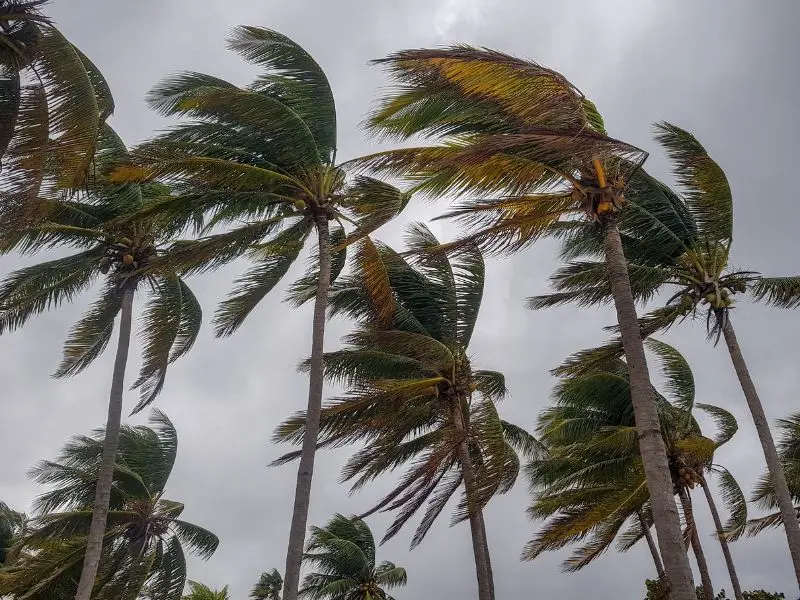 Common Tree Hazards During Stormy Seasons