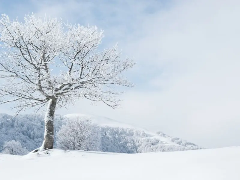 Winter Tree Care Checklist for Jackson Homeowners