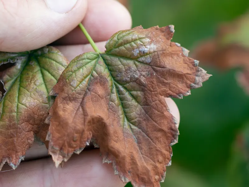 Verticillium Wilt