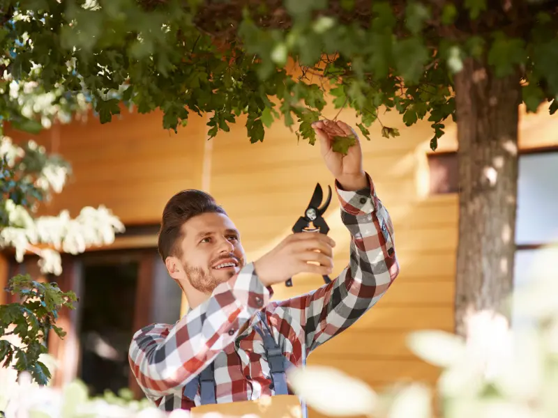 Why pruning improves tree health in Waterford