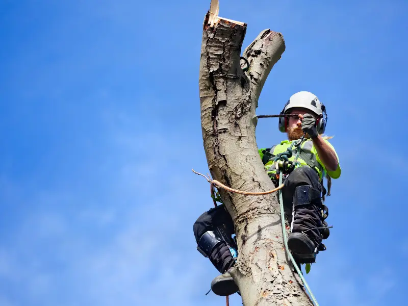 Safe tree removal Fairview
