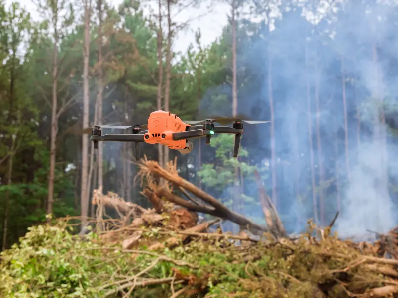 The Importance of Local Tree Services