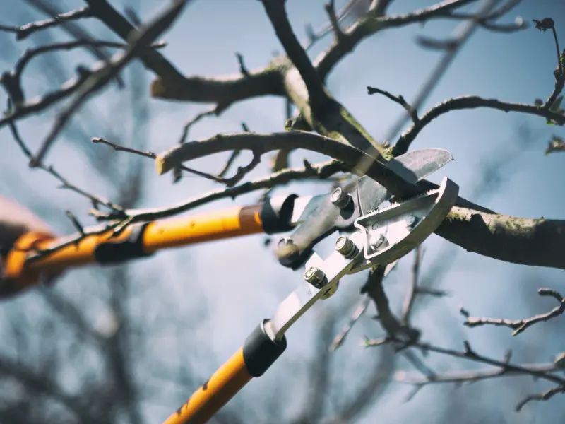 How to Choose a Certified Arborist Near Me
