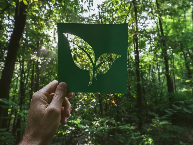 What Are Eco-Friendly Tree Services?