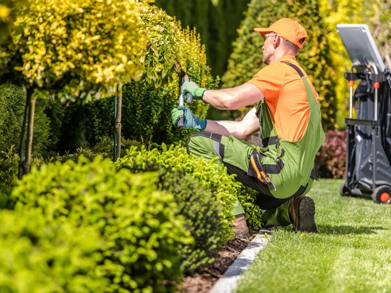 What is Tree Trimming?
