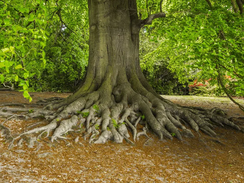 Mulching the Natural Way: Moisture and Root Protection