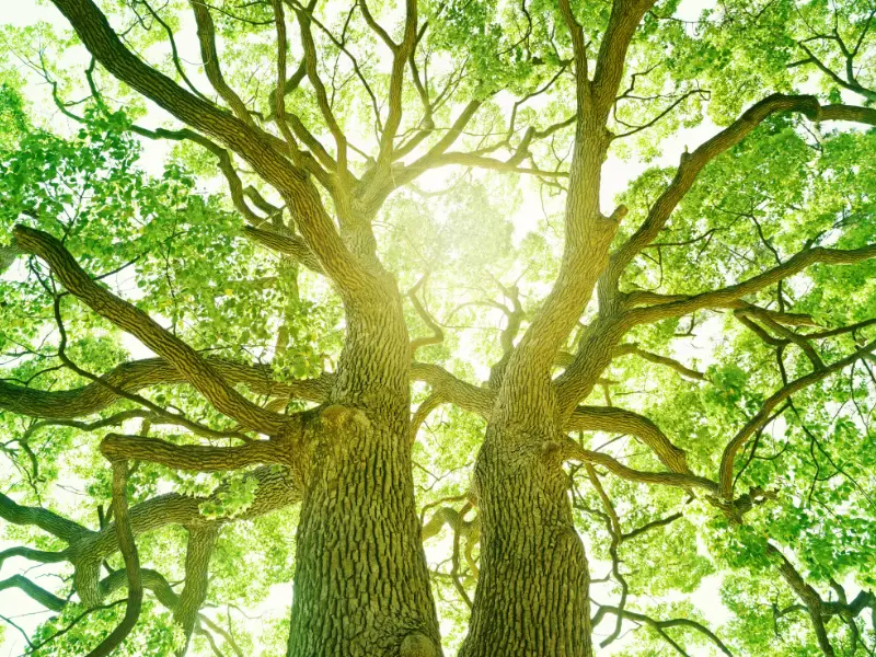 Why Are Jackson's Trees So Vulnerable to Wind?
