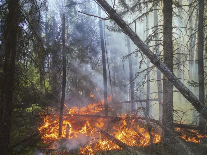 Why do you need emergency tree services?