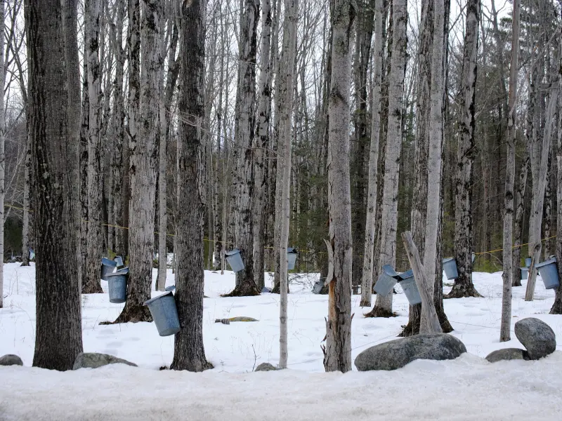 Common Winter Threats to Trees