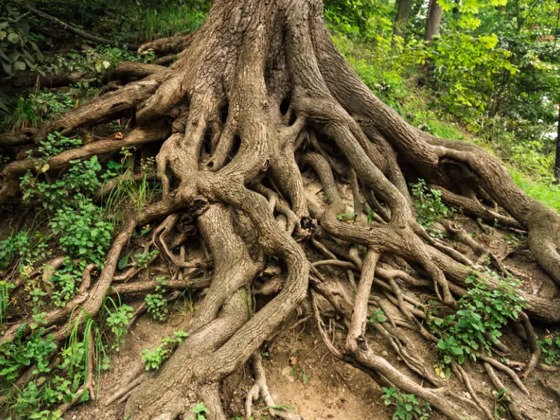 How to Tell If Your Tree Has Root Rot?